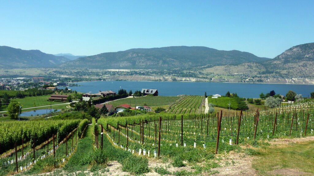 Vineyards on the Naramata Bench overlooking Okanagan Lake