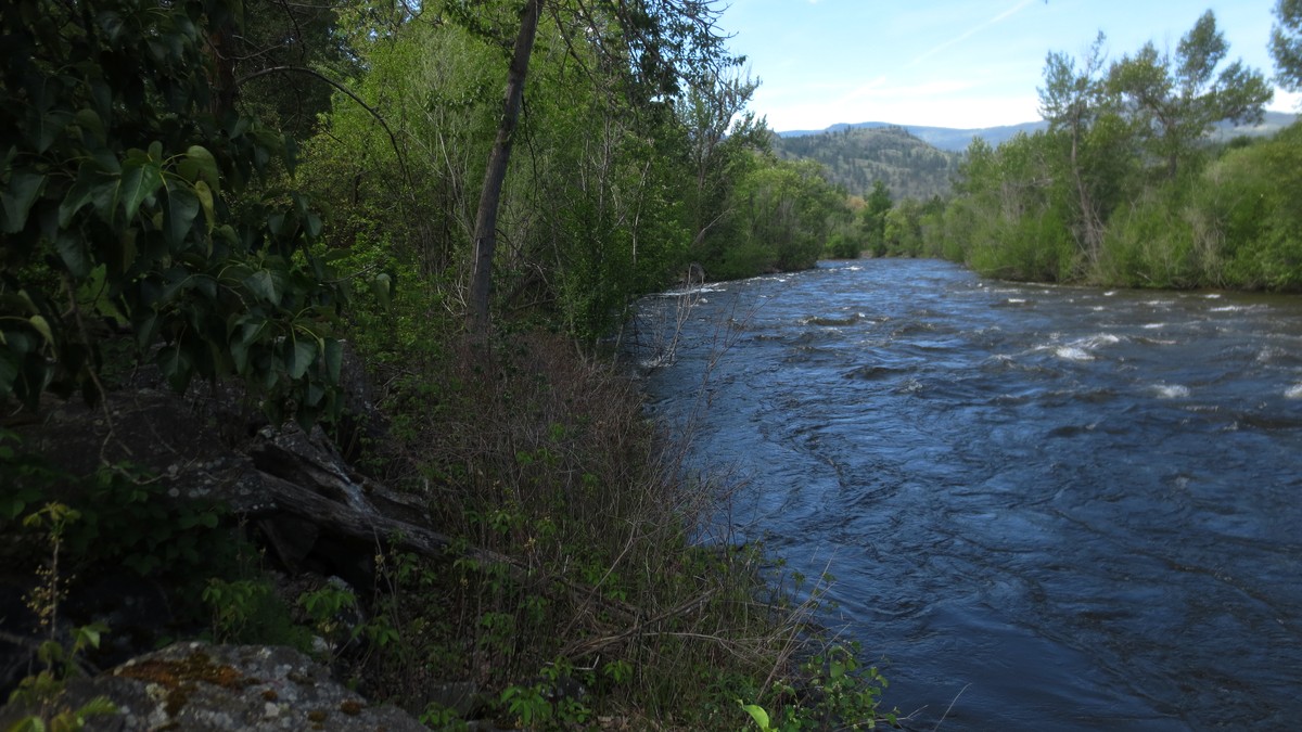 Swollen Okanagan River during 2017 snowmelt at Inkaneep Provincial Park